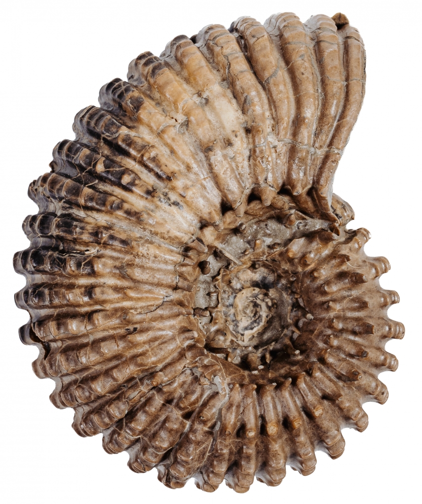 Аммонит Douvilleiceras mammilatum