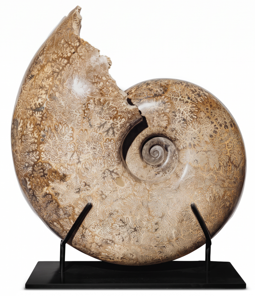 Аммонит Pachydiscus catarinae