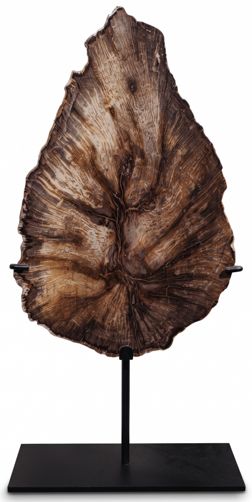 Окаменелый дуб Quercus sp.