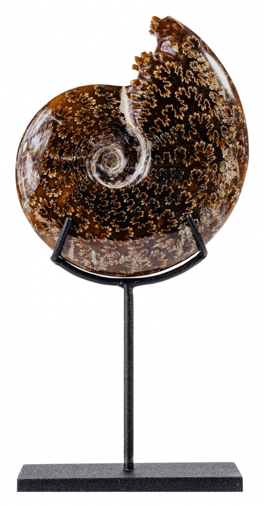 Аммонит Cleoniceras sp.