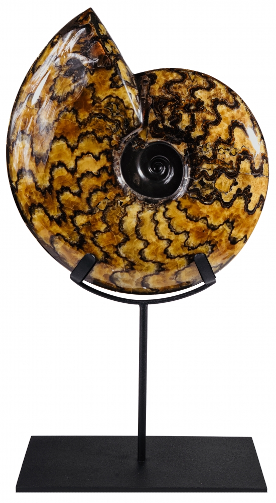 Аммонит Craspedodiscus discofalcatus 