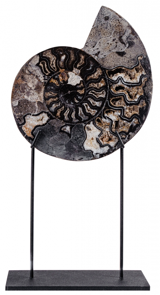 Аммонит Cleoniceras sp.