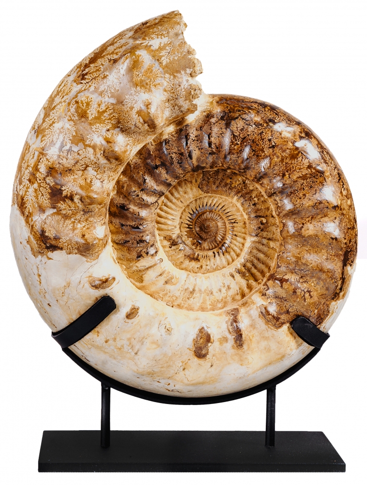 Аммонит Kranaosphinctes sp.