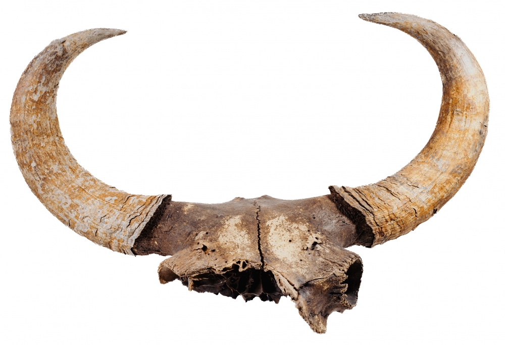 Череп степного бизона Bison priscus