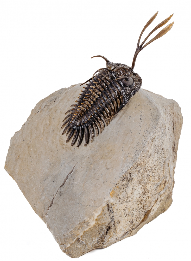 Трилобит Walliserops trifurcatus