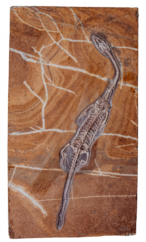 Скелет кейхозавра Keichousaurus hui