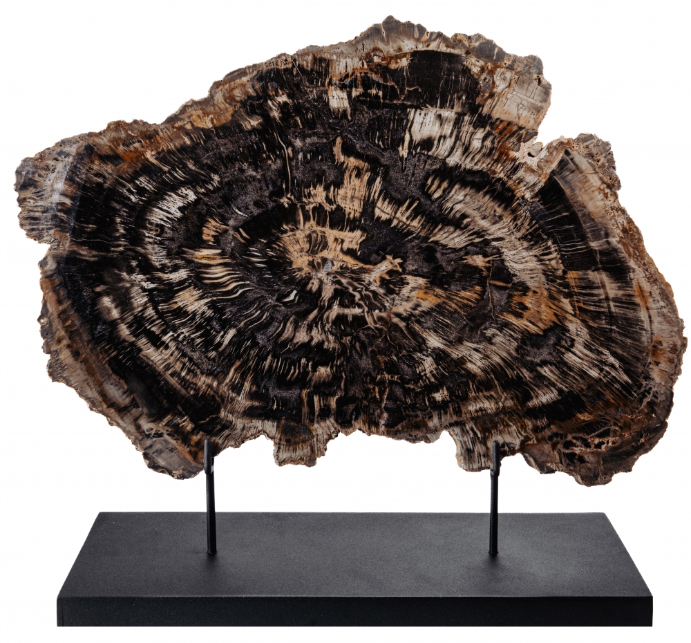 Окаменелое дерево Araucarioxylon arizonicum
