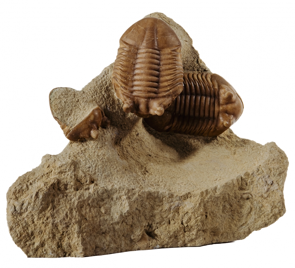 Трилобиты Asaphus punctatus
