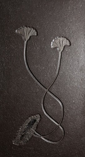 Морская лилия (криноидея)