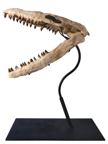 Череп мозазавра Mosasaurus beaugei
