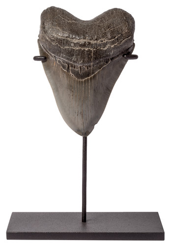 Зуб мегалодона 12,5 см коллекционного качества на подставке