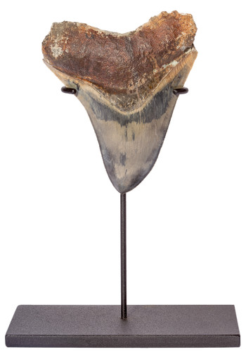 Зуб мегалодона 13,2 см коллекционного качества на подставке