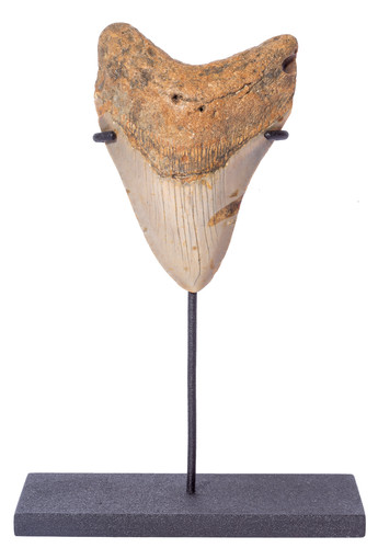 Зуб мегалодона 9,6 см на подставке
