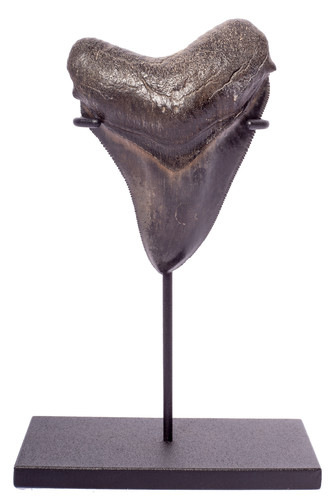 Зуб мегалодона 9,6 см коллекционного качества на подставке