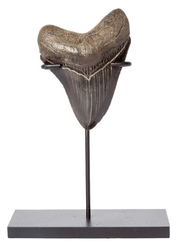 Зуб мегалодона 8,5 см коллекционного качества на подставке