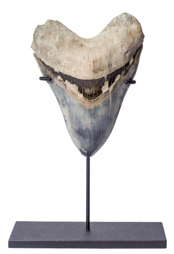 Зуб мегалодона 13,5 см музейного качества на подставке