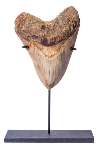 Зуб мегалодона 13,7 см музейного качества на подставке