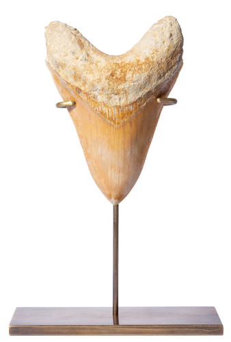 Зуб мегалодона 13,6 см музейного качества на подставке