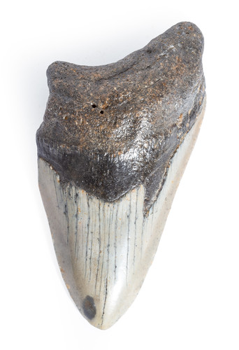 Зуб мегалодона 10,7 см