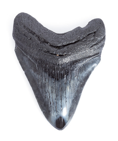 Зуб мегалодона 10,1 см на подставке