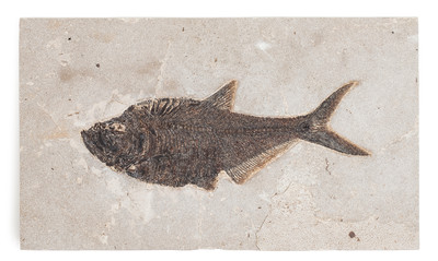Рыба Diplomystus sp.