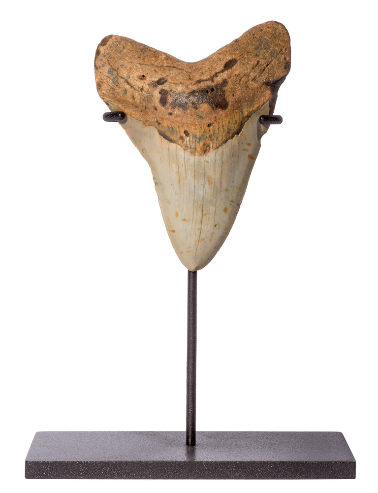 Зуб мегалодона 10,8 см на подставке