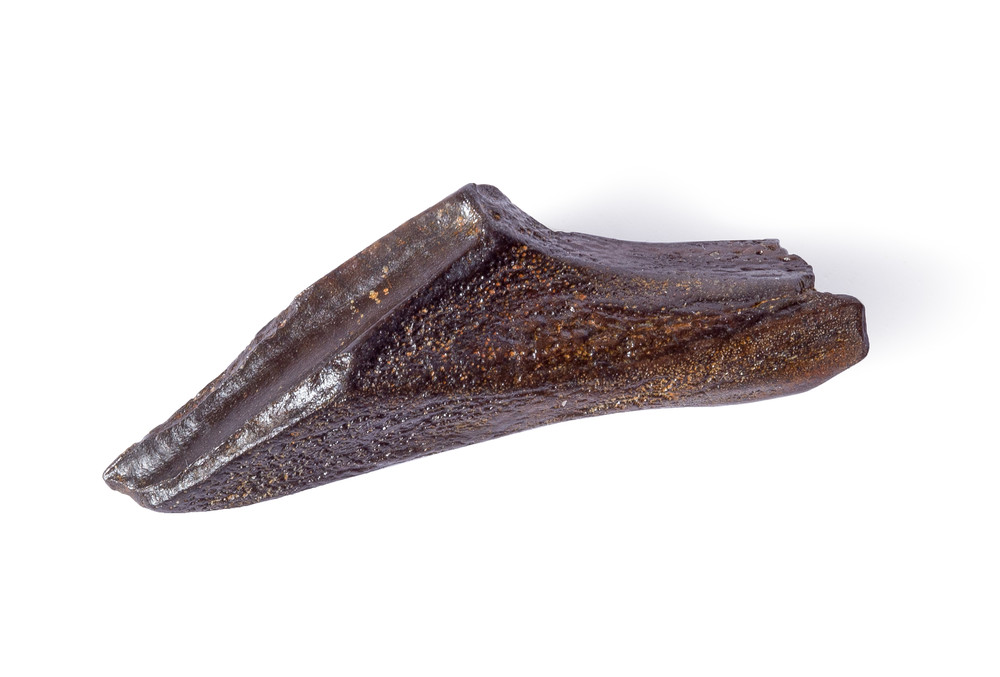 Зуб динозавра Edmontosaurus sp.