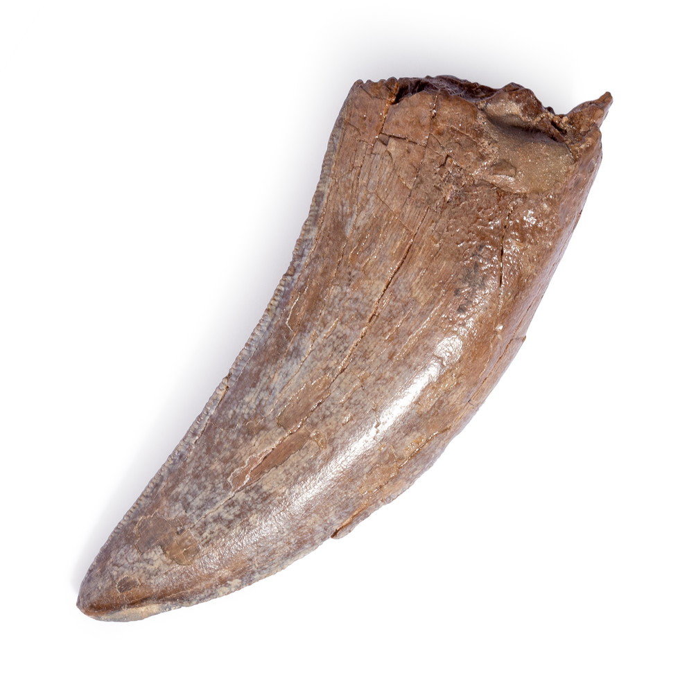 Зуб динозавра Albertosaurus sp.