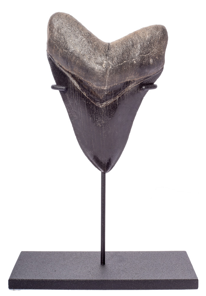 Зуб мегалодона 12,5 см музейного качества на подставке