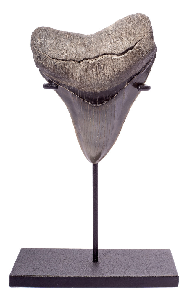 Зуб мегалодона 10,4 см коллекционного качества на подставке