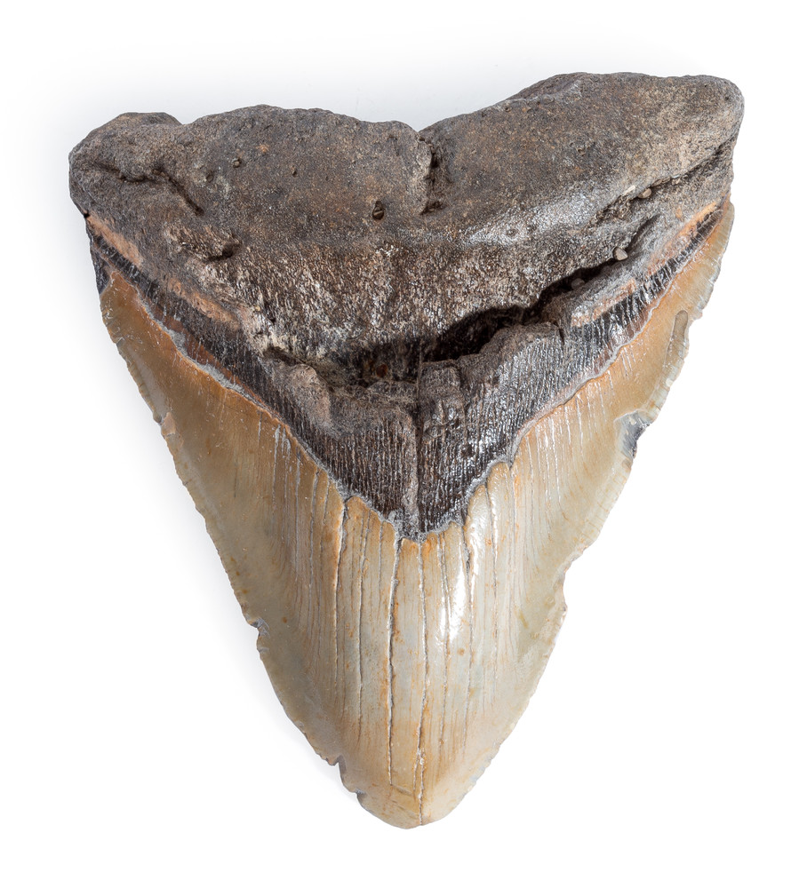 Зуб мегалодона 12,5 см