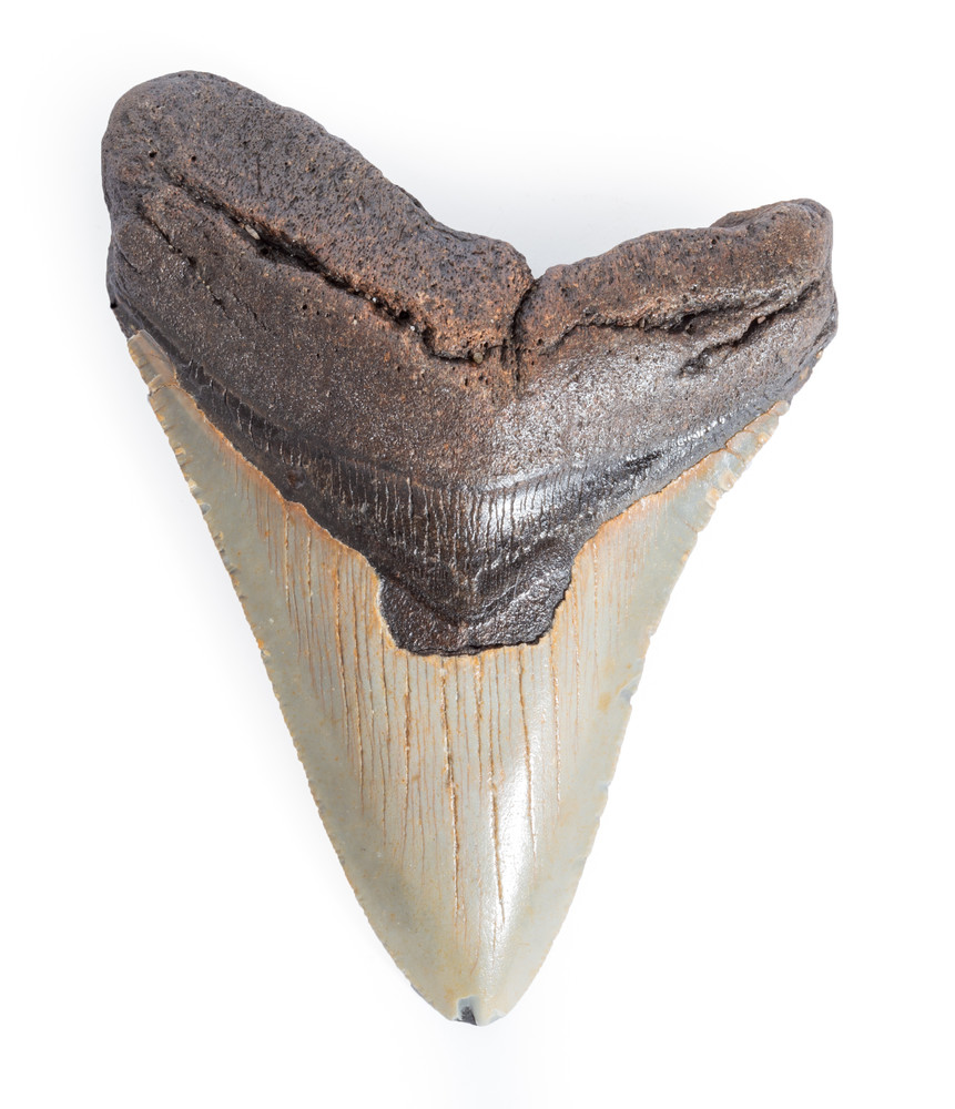 Зуб мегалодона 12,1 см на подставке