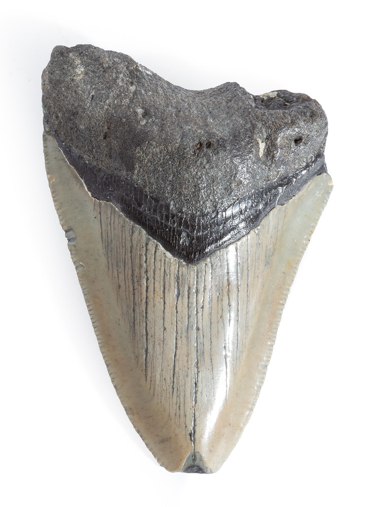 Зуб мегалодона 9,6 см