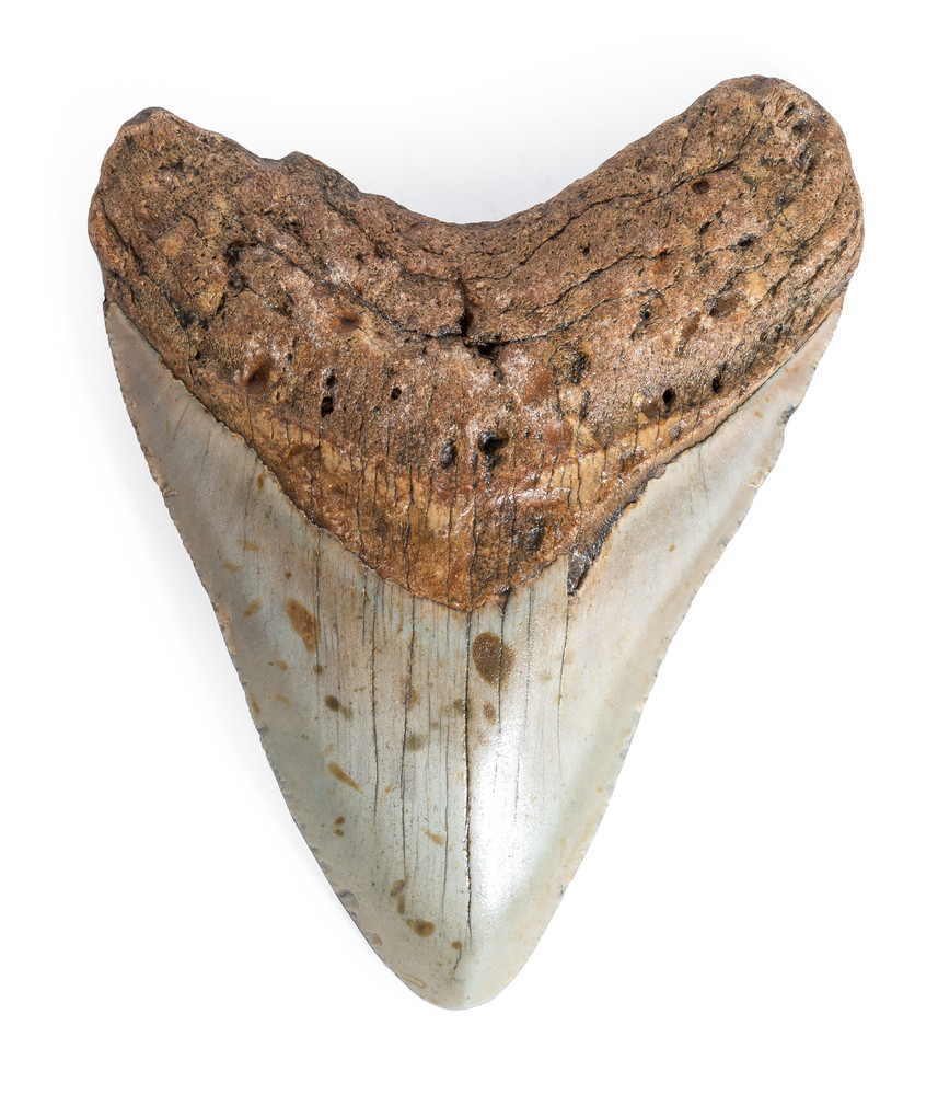 Зуб мегалодона 10,5 см на подставке