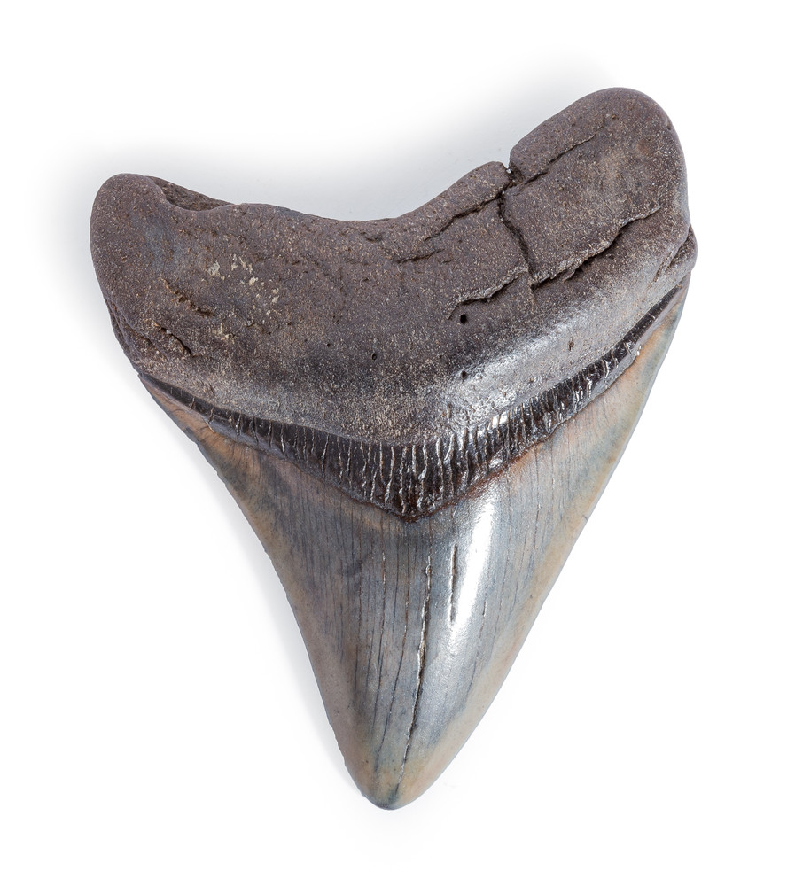 Зуб мегалодона 8,4 см на подставке