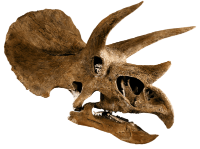 Череп трицератопса Triceratops horridus