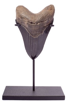 Зуб мегалодона 10,5 см коллекционного качества на подставке
