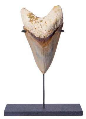 Зуб мегалодона 12,6 см музейного качества на подставке