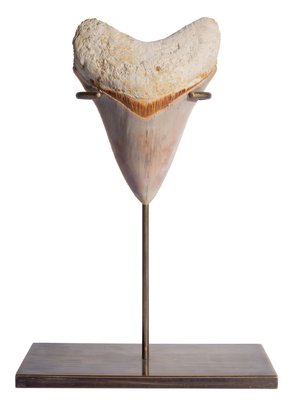 Зуб мегалодона 10,8 см музейного качества