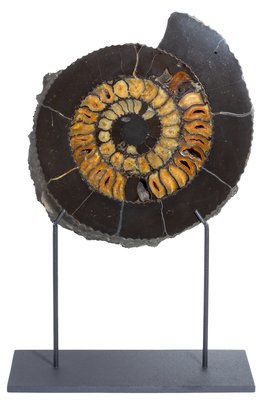 Аммонит Speetoniceras versicolor