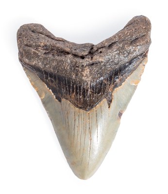 Зуб мегалодона 10,6 см 