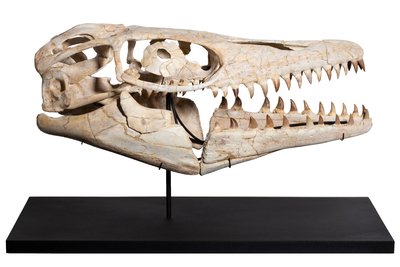 Череп мозазавра Prognathodon sp.