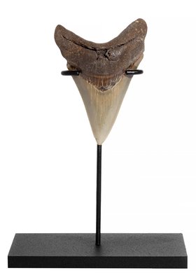 Зуб мегалодона 8 см коллекционного качества 