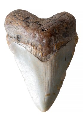Зуб мегалодона 8,7 см