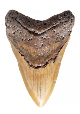 Зуб мегалодона 11,8 см