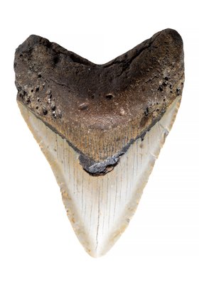 Зуб мегалодона 12 см