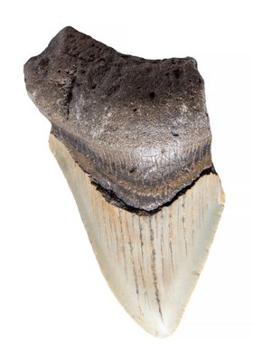 Зуб мегалодона 9,8 см