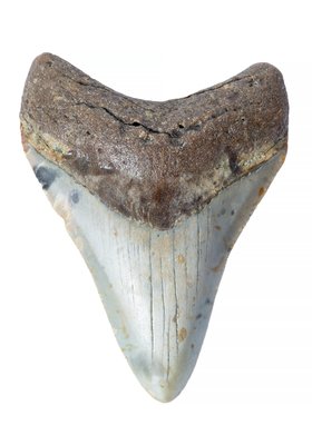 Зуб мегалодона 8,5 см