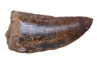 Зуб динозавра Carcharodontosaurus saharicus