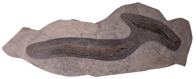 Рыбы Palaeorhynchus sp. и Lepidopus sp.